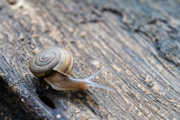 Gros plan d&#39;escargot sur fond de bois