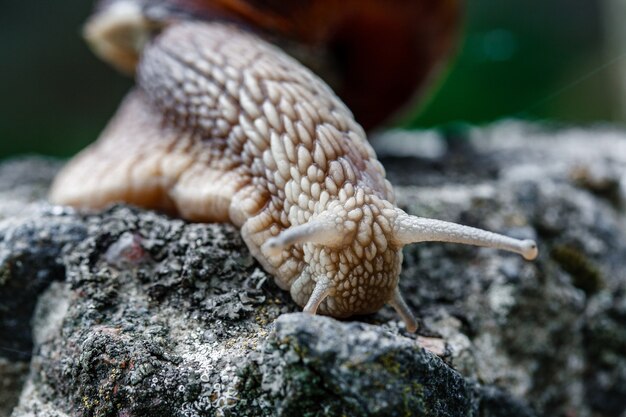 Un gros plan d'un escargot marchant sur la vieille pierre dans la faune.