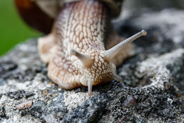 Un gros plan d'un escargot marchant sur de vieilles pierres dans la faune