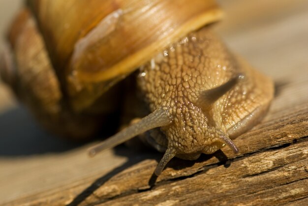 Gros plan d'escargot de raisin