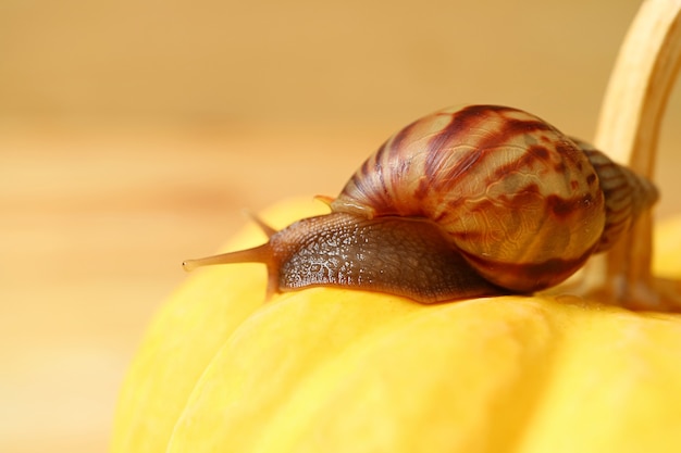 Gros plan de l'escargot à rayures brunes reposant sur une mini citrouille jaune vif