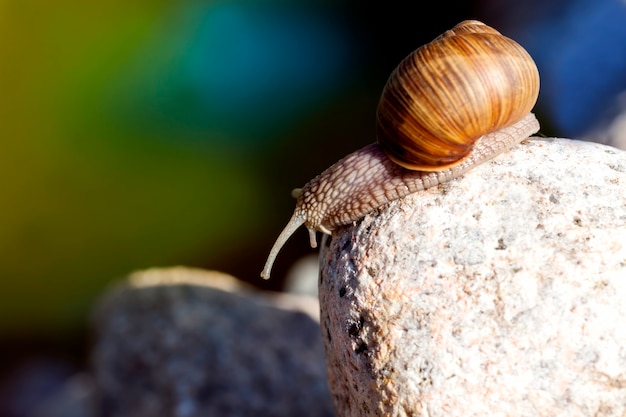 Gros plan sur l'escargot sauvage