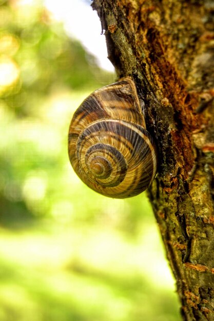 Photo un gros plan de l'escargot