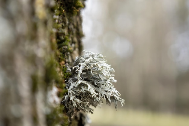 Gros plan sur Evernia prunastri. Mousse de chêne gris argenté. Beaux lichens largement utilisés dans l'industrie de la parfumerie et des cosmétiques comme fixateur. Écosystème de champignon sur tronc d'arbre. Lichen gris commun. Mise au point douce.