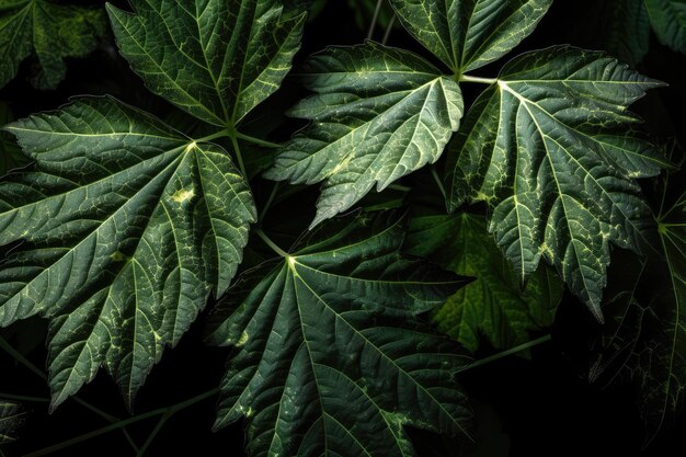 Gros plan sur une explosion de feuilles de plantes avec des feuilles individuelles en détail