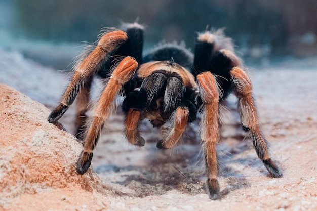Un gros plan extrême de l'araignée