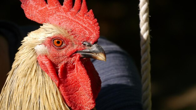 Un gros plan extrême d'un coq