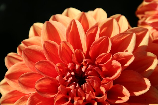 Photo un gros plan extrême du dahlia orange