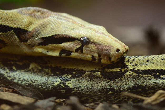 Un gros plan extrême du serpent