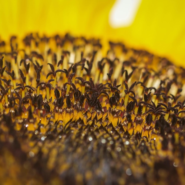 Un gros plan extrême du tournesol