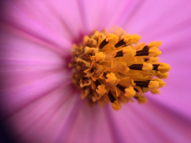 Un gros plan extrême de la fleur pourpre