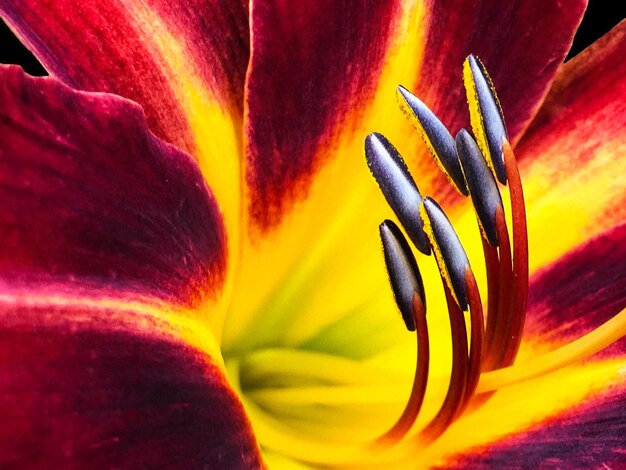 Photo un gros plan extrême de la fleur rouge