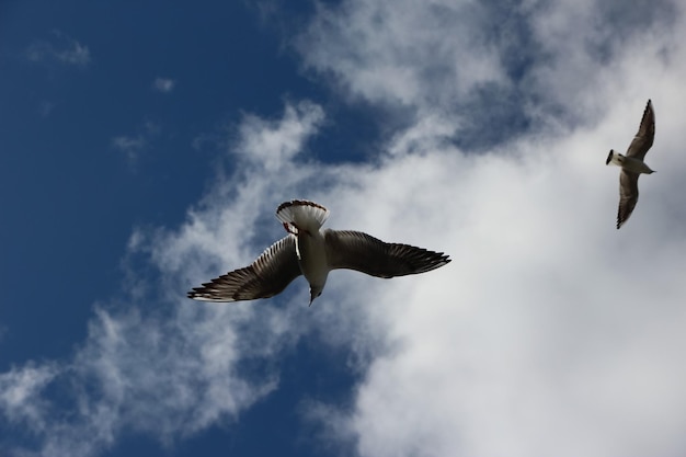 Gros plan extrême d'une mouette volante dans le ciel bleu