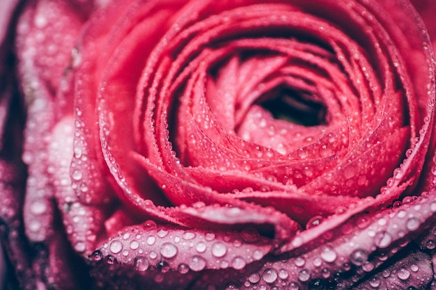Un gros plan extrême d'une rose rouge mouillée