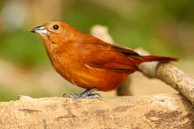 Gros plan d'une femelle de tanager Whitelined avec fond vert debout sur une branche