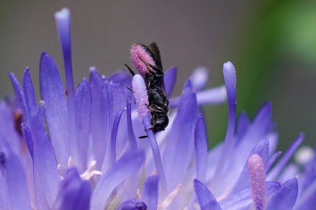 Gros plan d'une femelle de la très petite abeille ciseaux , Chelostoma campanularum avec du pollen rose sur son ventre, serrant avec ses mâchoires sur une scabieuse du berger bleu, Jasione laevis, fleur tout en frottant f