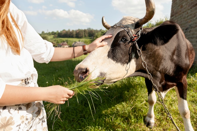 Photo gros plan, femme, alimentation, vache