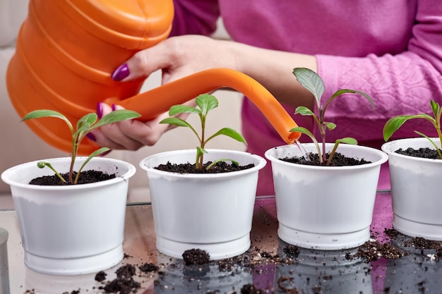 Gros plan d'une femme arrosant des plantes fraîchement transplantées dans des pots de fleurs blanches à partir d'un arrosoir