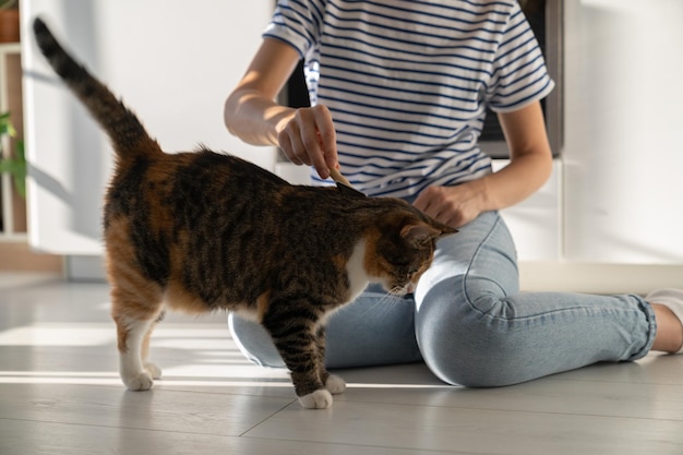 Gros plan d'une femme célibataire décontractée peignant à la main un chat tigré assis sur du parquet dans un appartement lumineux