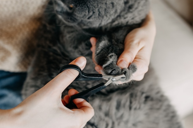 Gros plan d'une femme coupe les ongles de chat à la maison avec des ciseaux spéciaux