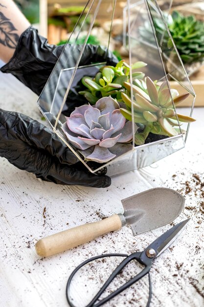 Gros plan femme fleuriste designer mains tenant des plantes succulentes en verre florarium composition d'art botanique