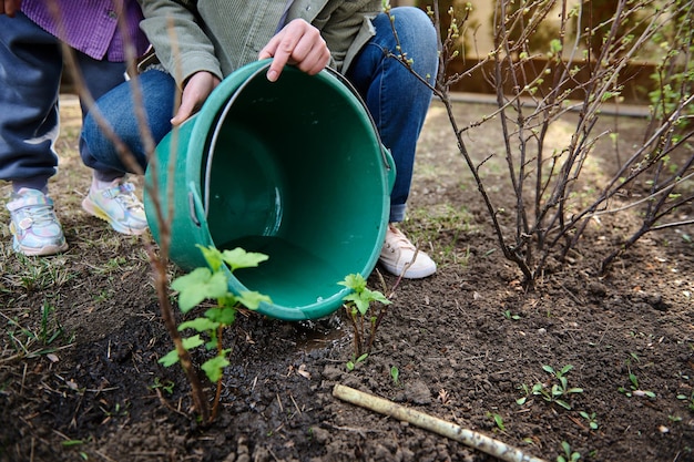 Gros plan femme jardinier arroser les plantes et les buissons de bébé dans le jardin au début du printemps concept de botanique jardinage belle nature