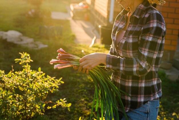 Gros plan sur une femme jardinière tient un tas d'oignons verts le jour du printemps chaud et ensoleillé Concept d'entretien et de récolte des plantes et passe-temps