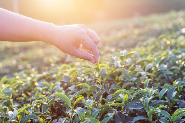 Gros plan femme main sur la plantation de thé en Thaïlande
