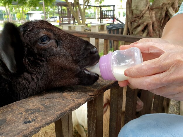 Gros plan femme main tenant une bouteille de lait à l'agneau noir