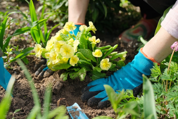 Gros plan, femme, mains, planter, jaune, primevère, fleurs, jardin