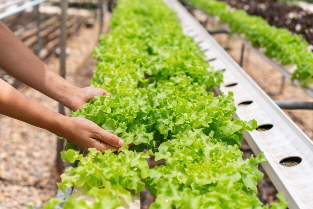 Gros plan, de, femme, mains, tenue, plante hydroponique