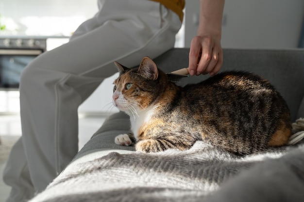 Gros plan d'une femme peignant un chat à fourrure avec une brosse assis sur un canapé toilettage de chat peignant de la laine