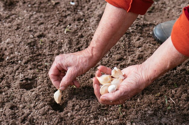 gros plan, de, femme, plantation, ail