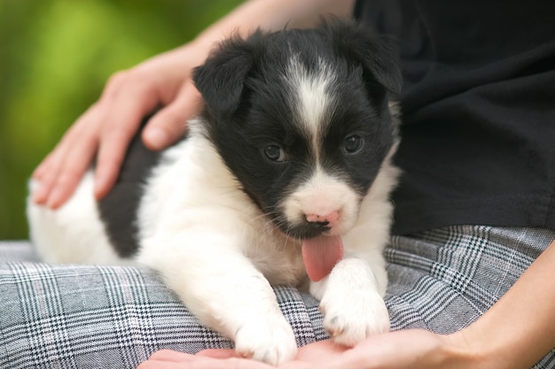 Gros plan d'une femme tenant un petit chiot sur ses genoux.