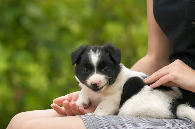 Gros plan d'une femme tenant un petit chiot sur ses genoux.