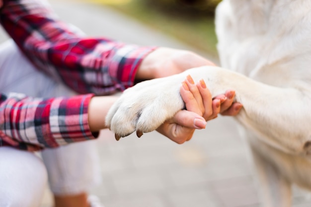 Photo gros plan, femme, tenue, chiens, patte