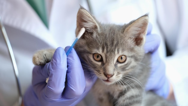 Gros plan d'une femme vétérinaire examinant les oreilles de chaton avec un bâton d'oreille examen médical du chat