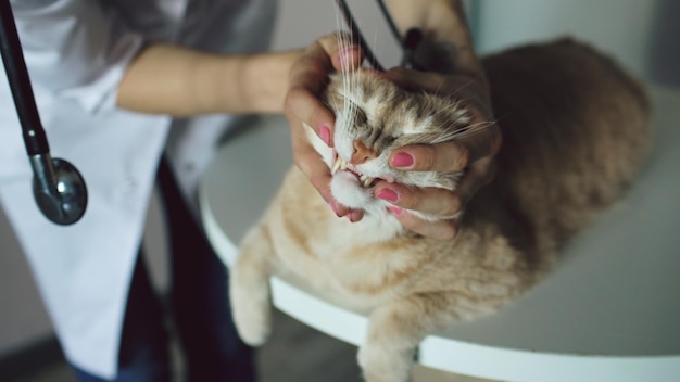 Gros plan d'une femme vétérinaire avec stéthoscope examinant un chat dans un bureau de vétérinaire médical