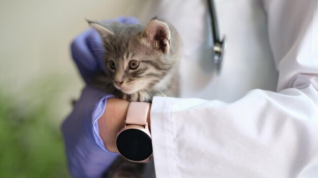 Gros plan d'une femme vétérinaire tenant un petit chaton dans les mains examen médical du chat chez le vétérinaire