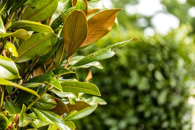 Gros plan d'un feuillage de magnolia vibrant mettant en valeur les textures complexes de la nature