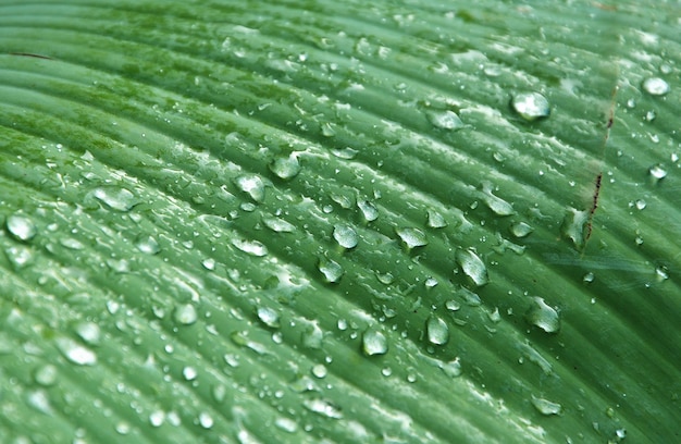 Gros plan de la feuille de bananier avec fond vert