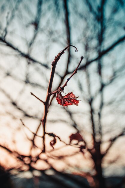 Gros plan sur feuille sur une branche d'arbre