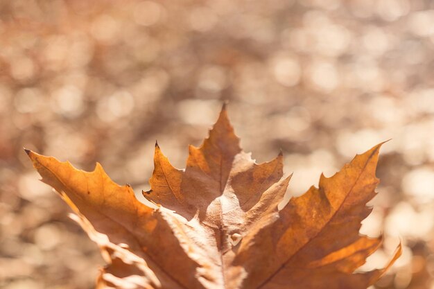 Gros plan d'une feuille d'érable automnale colorée