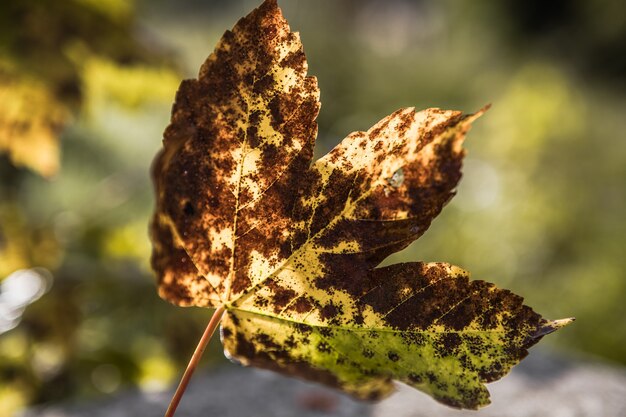 Gros plan d'une feuille d'érable sur fond naturel d'automne. Mise au point sélective.