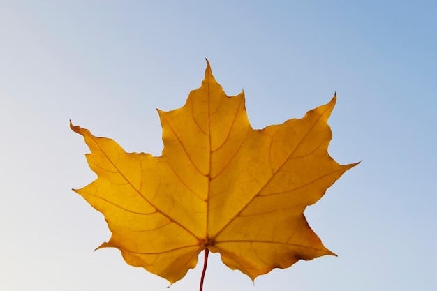 Gros plan de feuille d'érable jaune