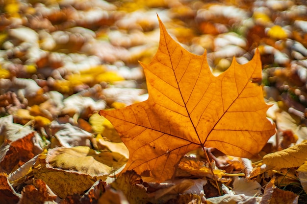 Un gros plan d'une feuille d'érable sèche