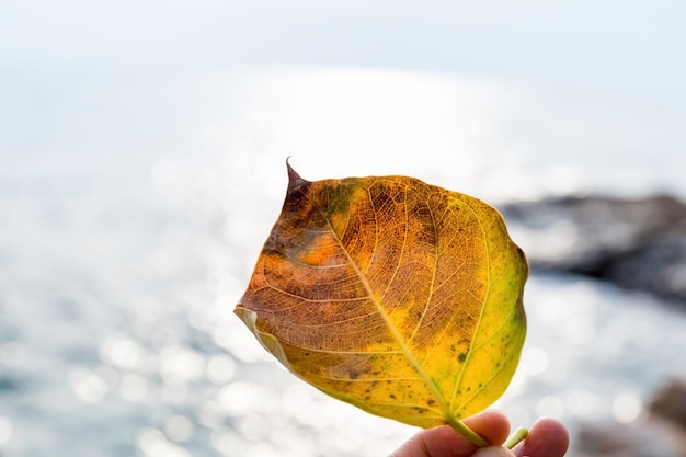 Un gros plan de feuille avec fond de mer flou