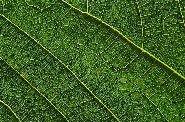 Un gros plan d'une feuille avec un fond vert