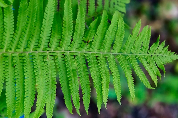 Gros plan de feuille de fougère dans la forêt