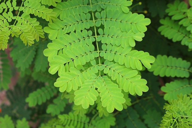 Un gros plan d'une feuille d'une fougère